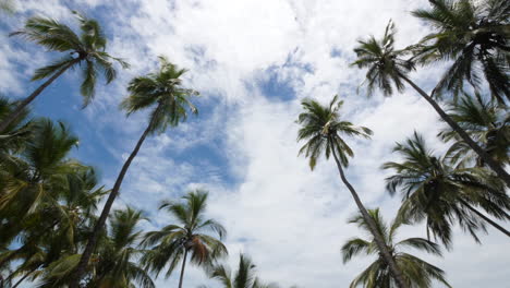 Tilt-down-on-coconut-trees-in-front-of-the-devil-island-in-French-Guiana